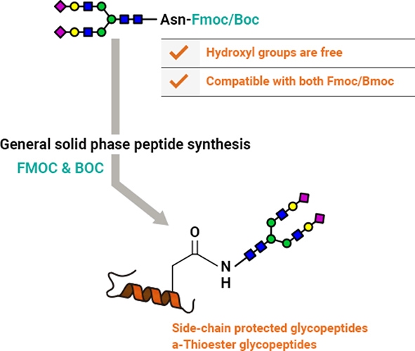 Figure of Solid phase synthesis of peptides with glycan linked to Asn