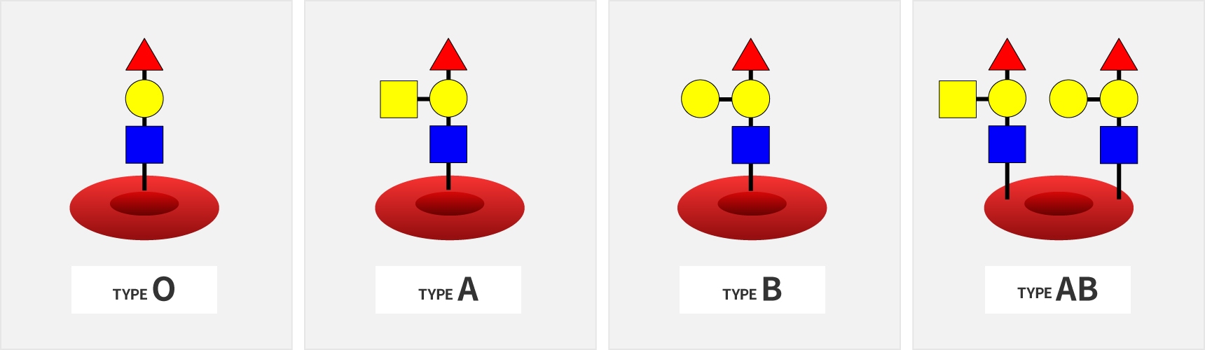 Structure of glycans for each blood group.