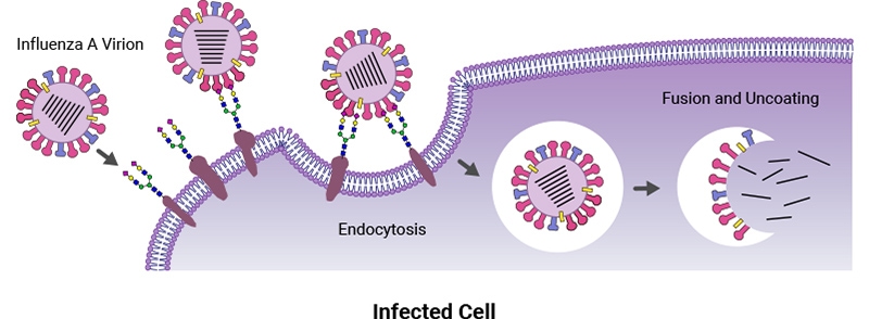 Figure illustrating how influenza viruses infect by recognizing specific glycan structures that grow on the surface of human cells.