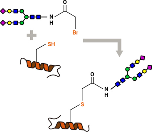 Figure of Glycosylation to Cys