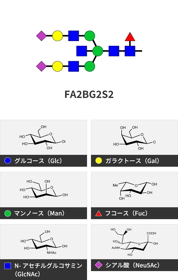 糖鎖とは？ | 次世代バイオ医薬品への挑戦 | ＫＨネオケム株式会社