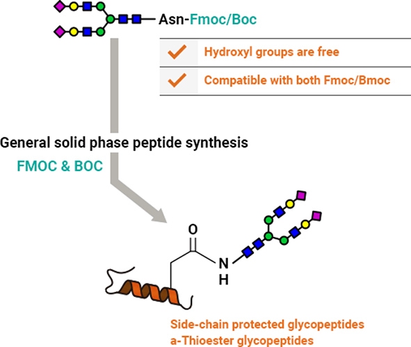 糖鎖がAsnに結合したペプチドの固相合成の図